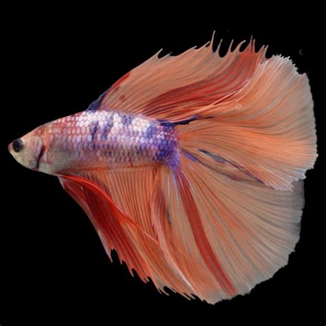 full moon betta fish|Rare Fullmoon Multicolors Betta Fish For Sale – Thailand Betta Fish.